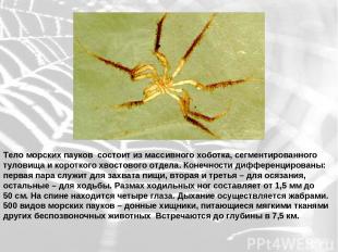Тело морских пауков состоит из массивного хоботка, сегментированного туловища и