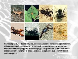 Паукообразные. Верхний ряд, слева направо: сольпуга эремобатес, обыкновенный сен