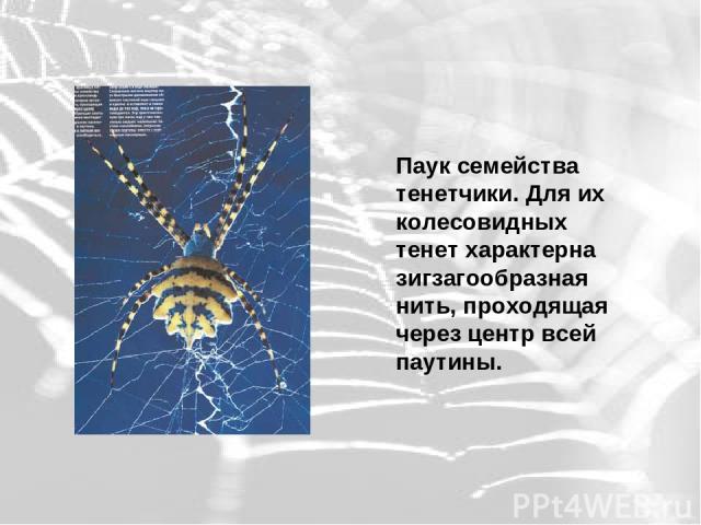 Паук семейства тенетчики. Для их колесовидных тенет характерна зигзагообразная нить, проходящая через центр всей паутины.  