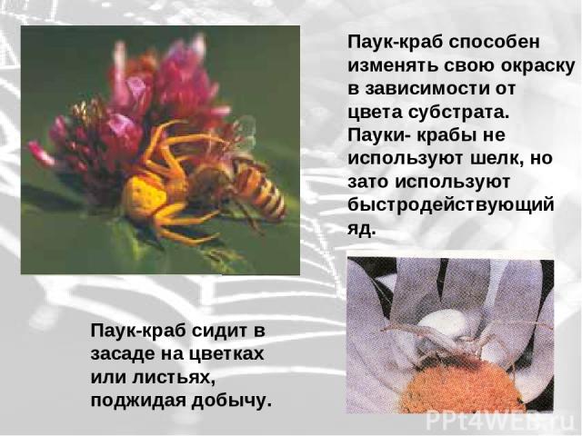 Паук-краб способен изменять свою окраску в зависимости от цвета субстрата. Пауки- крабы не используют шелк, но зато используют быстродействующий яд. Паук-краб сидит в засаде на цветках или листьях, поджидая добычу.