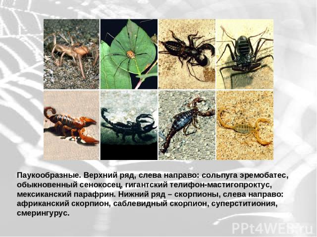 Паукообразные. Верхний ряд, слева направо: сольпуга эремобатес, обыкновенный сенокосец, гигантский телифон-мастигопроктус, мексиканский парафрин. Нижний ряд – скорпионы, слева направо: африканский скорпион, саблевидный скорпион, суперститиония, смер…