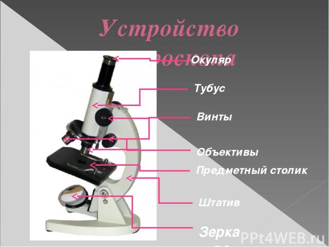Какую часть выполняет тубус. Микроскоп тубус, окуляр, винты. Цифровой микроскоп 60 окуляр. Строение микроскопа тубус. Что такое тубус в микроскопе 5 класс.