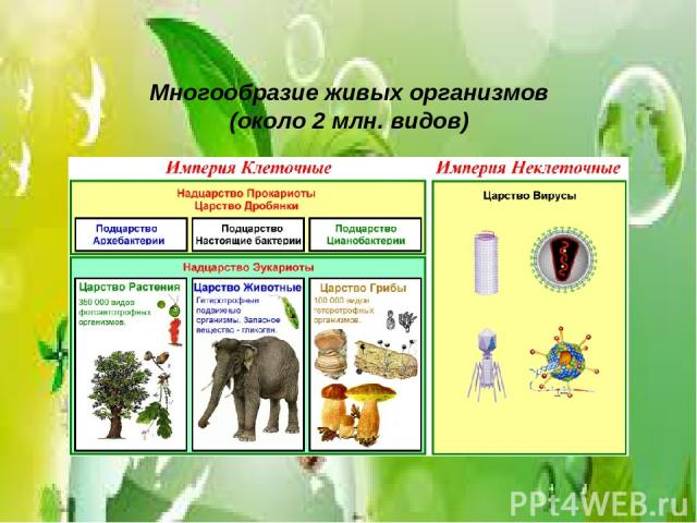 Многообразие живых организмов (около 2 млн. видов)