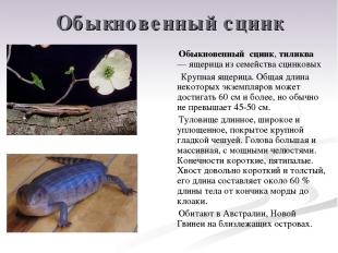 Обыкновенный сцинк Обыкновенный сцинк, тиликва — ящерица из семейства сцинковых