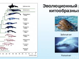 Эволюционный ряд китообразных Зубатый кит Усатый кит