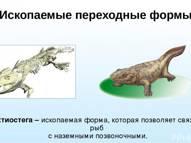 Ископаемые переходные формы Ихтиостега – ископаемая форма, которая позволяет связать рыб с наземными позвоночными.