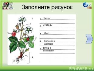 Заполните рисунок Цветок Стебель Лист Корневая система Плод с семенами