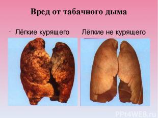 Вред от табачного дыма Лёгкие курящего человека. Лёгкие не курящего человека.