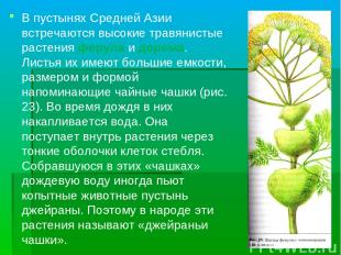 В пустынях Средней Азии встречаются высокие травянистые растения ферула и дорема