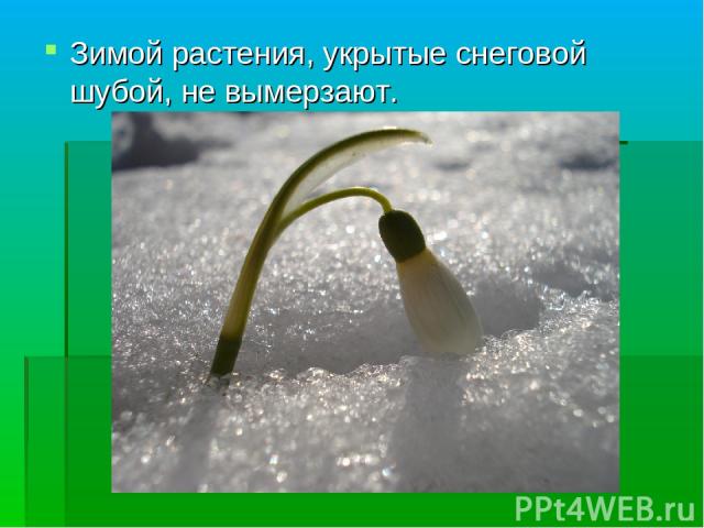 Зимой растения, укрытые снеговой шубой, не вымерзают.