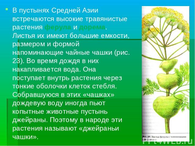 В пустынях Средней Азии встречаются высокие травянистые растения ферула и дорема. Листья их имеют большие емкости, размером и формой напоминающие чайные чашки (рис. 23). Во время дождя в них накапливается вода. Она поступает внутрь растения через то…