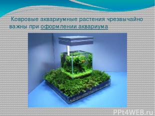 Ковровые аквариумные растения чрезвычайно важны при оформлении аквариума