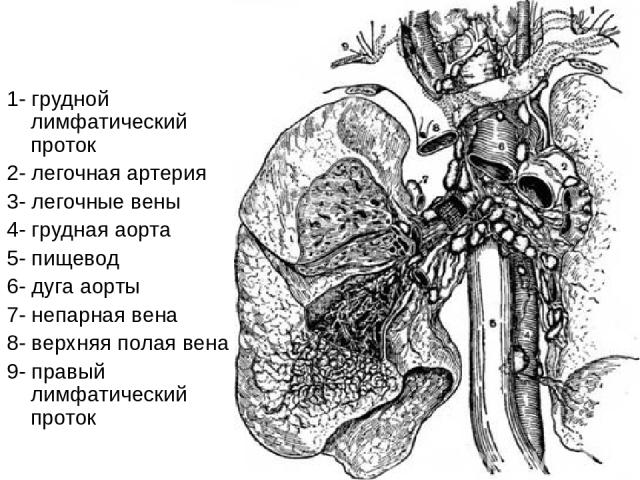 1- грудной лимфатический проток 2- легочная артерия 3- легочные вены 4- грудная аорта 5- пищевод 6- дуга аорты 7- непарная вена 8- верхняя полая вена 9- правый лимфатический проток