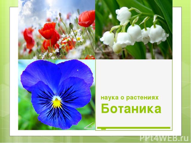Ботаника- наука о растениях