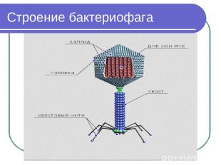 Строение бактериофага