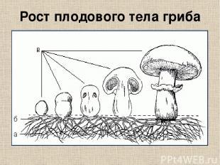 Рост плодового тела гриба
