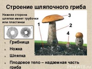 Строение шляпочного гриба Грибница Ножка Шляпка Плодовое тело – надземная часть
