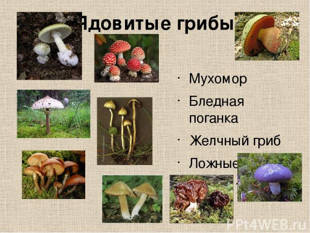 Ядовитые грибы Мухомор Бледная поганка Желчный гриб Ложные опята….