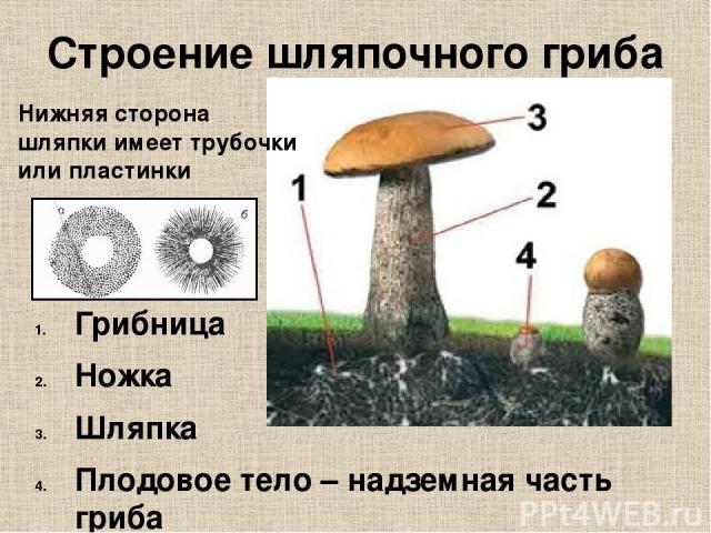 Строение шляпочного гриба Грибница Ножка Шляпка Плодовое тело – надземная часть гриба Нижняя сторона шляпки имеет трубочки или пластинки