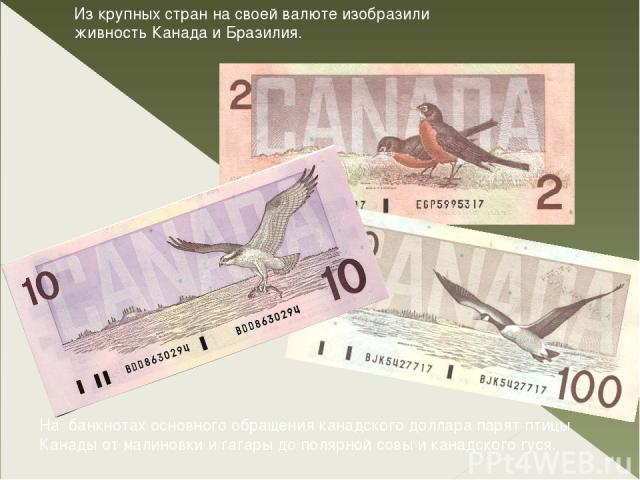 Из крупных стран на своей валюте изобразили живность Канада и Бразилия. На банкнотах основного обращения канадского доллара парят птицы Канады от малиновки и гагары до полярной совы и канадского гуся.