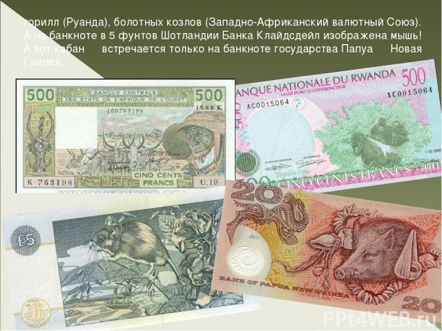 горилл (Руанда), болотных козлов (Западно-Африканский валютный Союз). А на банкноте в 5 фунтов Шотландии Банка Клайдсдейл изображена мышь! А вот кабан ― встречается только на банкноте государства Папуа ― Новая Гвинея.