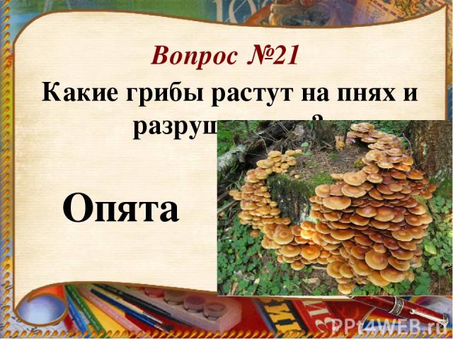 Вопрос №21 Какие грибы растут на пнях и разрушают их?  Опята .