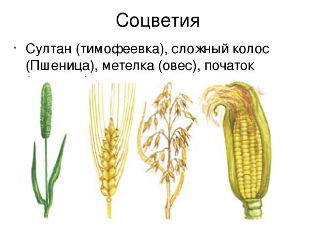 Соцветия Султан (тимофеевка), сложный колос (Пшеница), метелка (овес), початок (кукуруза)