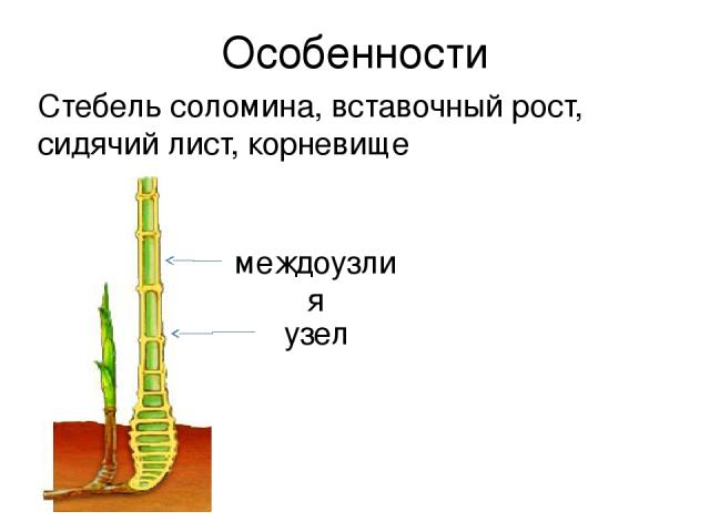 Особенности Стебель соломина, вставочный рост, сидячий лист, корневище междоузлия узел