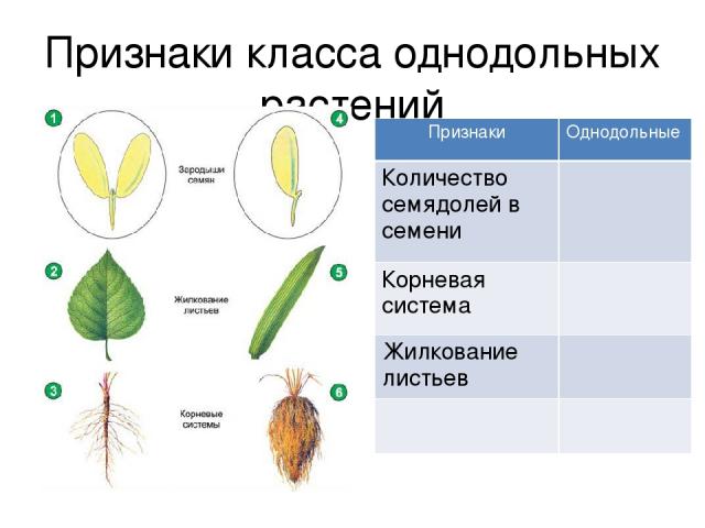 Признаки класса однодольных растений Признаки Однодольные Количество семядолей в семени Корневая система Жилкование листьев