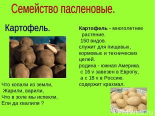 Картофель - многолетнее растение. 150 видов. служит для пищевых, кормовых и техн