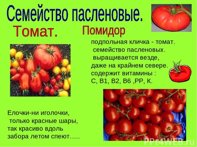 Елочки-ни иголочки, только красные шары, так красиво вдоль забора летом спеют….. подпольная кличка - томат. семейство пасленовых. выращивается везде, даже на крайнем севере. содержит витамины : С, В1, В2, В6 ,РР, К.