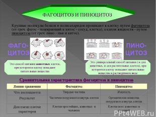 Сравнительная характеристика фагоцитоза и пиноцитоза ФАГОЦИТОЗ И ПИНОЦИТОЗ Крупн