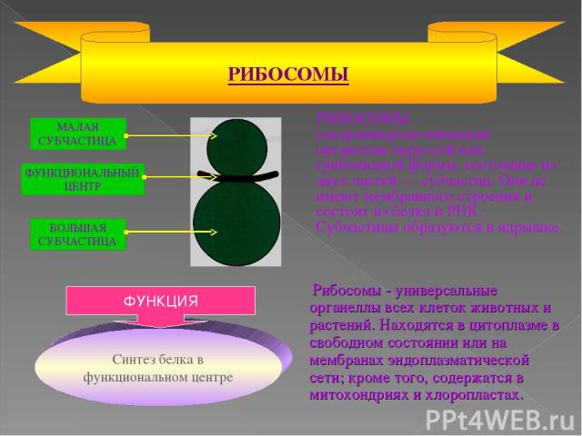 РИБОСОМЫ – ультрамикроскопические органеллы округлой или грибовидной формы, состоящие из двух частей — субчастиц. Они не имеют мембранного строения и состоят из белка и РНК. Субчастицы образуются в ядрышке. РИБОСОМЫ Рибосомы - универсальные органелл…