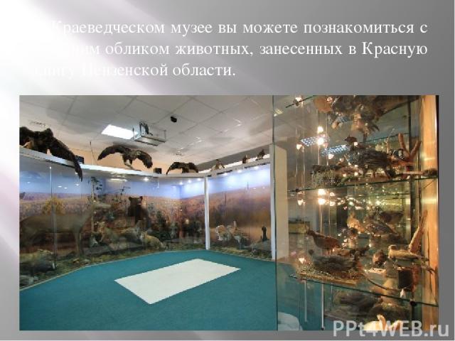 В Краеведческом музее вы можете познакомиться с внешним обликом животных, занесенных в Красную книгу Пензенской области.