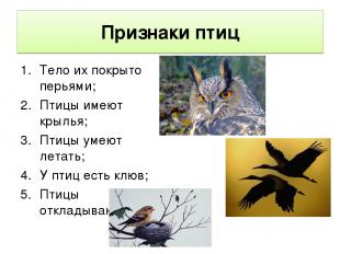 Признаки птиц Тело их покрыто перьями; Птицы имеют крылья; Птицы умеют летать; У