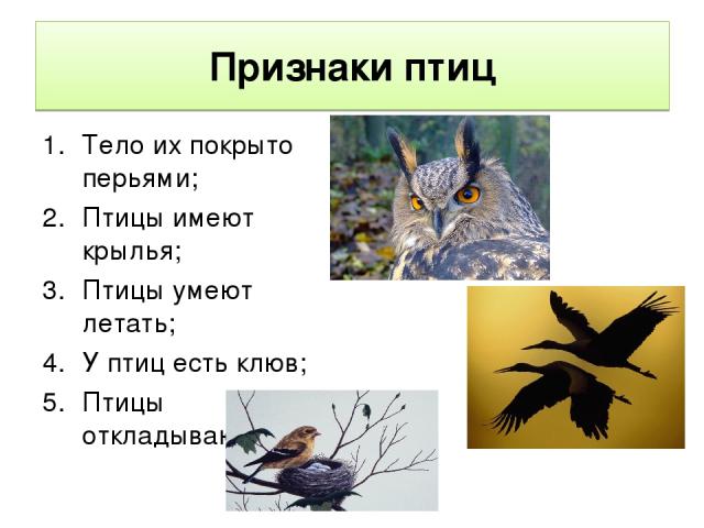 Признаки птиц Тело их покрыто перьями; Птицы имеют крылья; Птицы умеют летать; У птиц есть клюв; Птицы откладывают яйца.