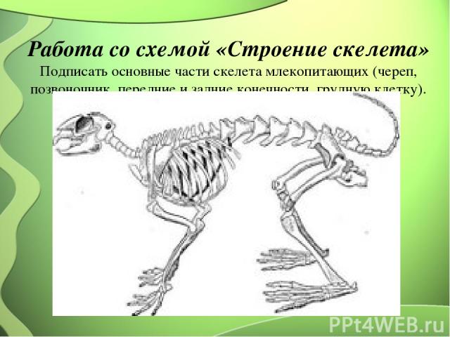 Работа со схемой «Строение скелета» Подписать основные части скелета млекопитающих (череп, позвоночник, передние и задние конечности, грудную клетку).