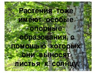 Растения тоже имеют особые опорные образования, с помощью которых они выносят ли