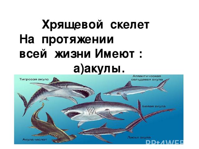 Хрящевой скелет На протяжении всей жизни Имеют : а)акулы.