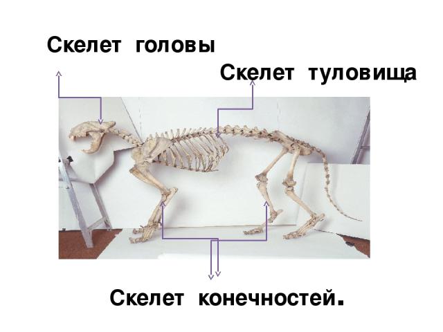 Скелет головы Скелет туловища Скелет конечностей.