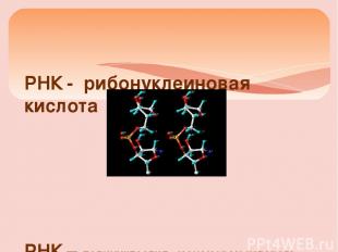 РНК - рибонуклеиновая кислота РНК – полинуклеотид, мономером которого является н