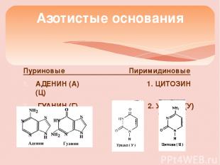 Пуриновые Пиримидиновые АДЕНИН (А) 1. ЦИТОЗИН (Ц) ГУАНИН (Г) 2. Урацил (У) Азоти