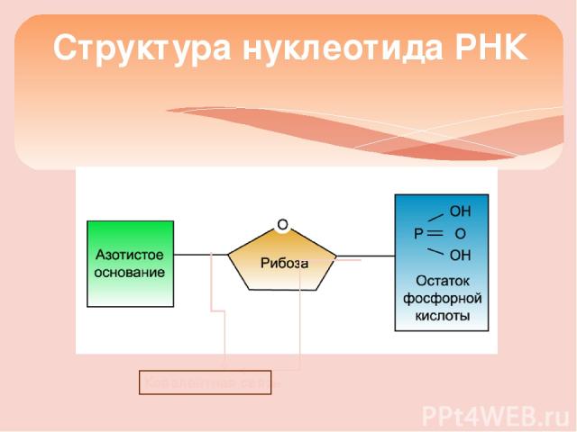 Структура нуклеотида РНК Ковалентная связь