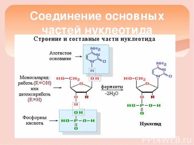 Соединение основных частей нуклеотида