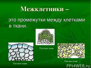 Межклетники – это промежутки между клетками в ткани. Плотная ткань Плотная ткань