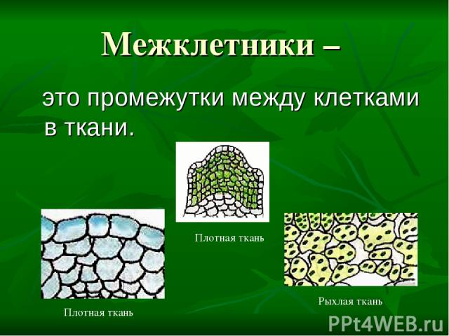 Межклетники – это промежутки между клетками в ткани. Плотная ткань Плотная ткань Рыхлая ткань