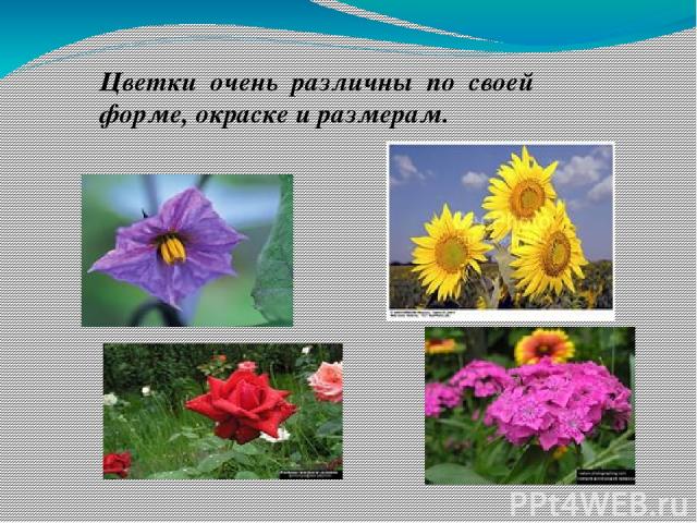 Цветки очень различны по своей форме, окраске и размерам.