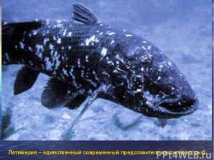 Латимерия – единственный современный представитель кистепёрых рыб.