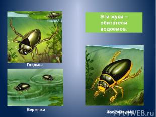 Гладыш Вертячки Жук-плавунец Эти жуки – обитатели водоёмов.