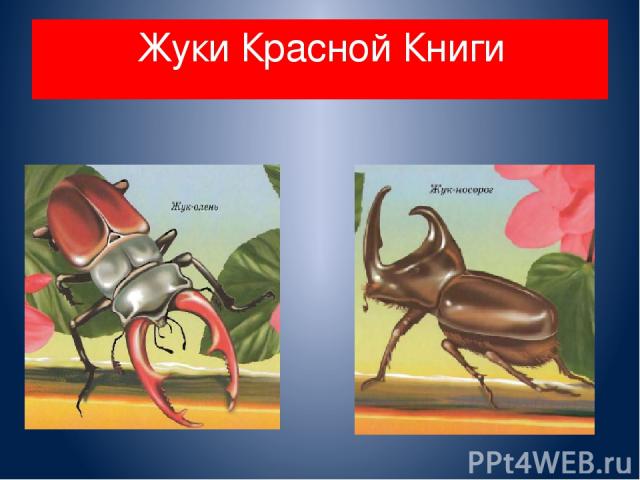 Жуки Красной Книги